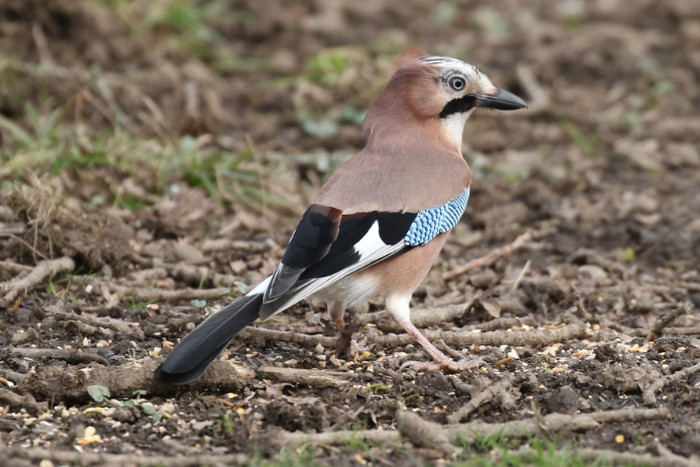 Jay