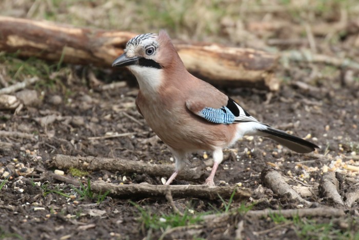 Jay