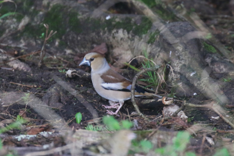 Hawfinch