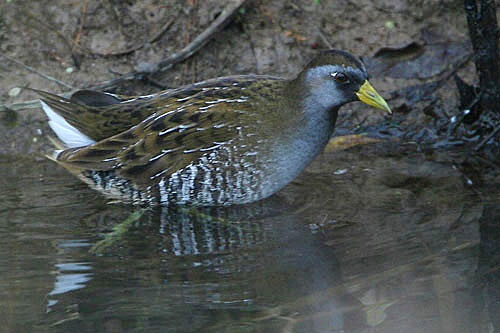 Sora