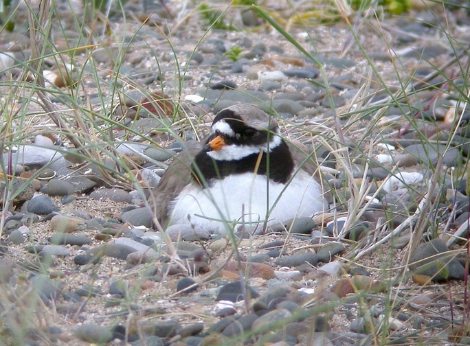 Ringed Plover