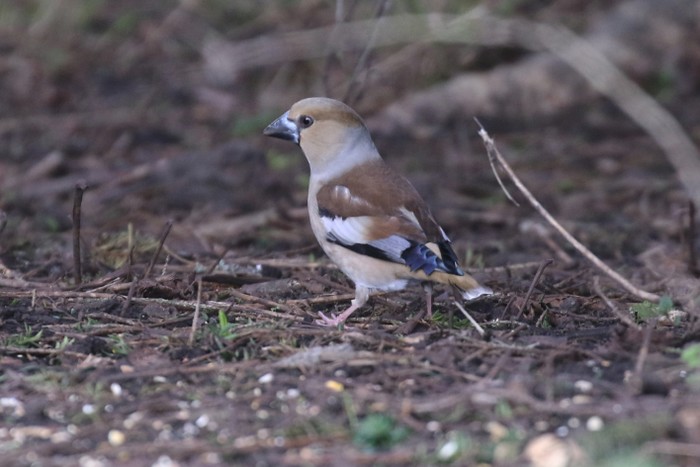 Hawfinch