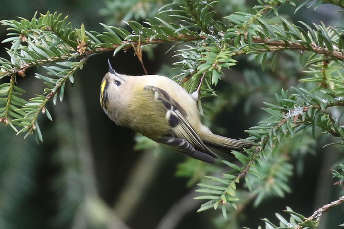 Goldcrest