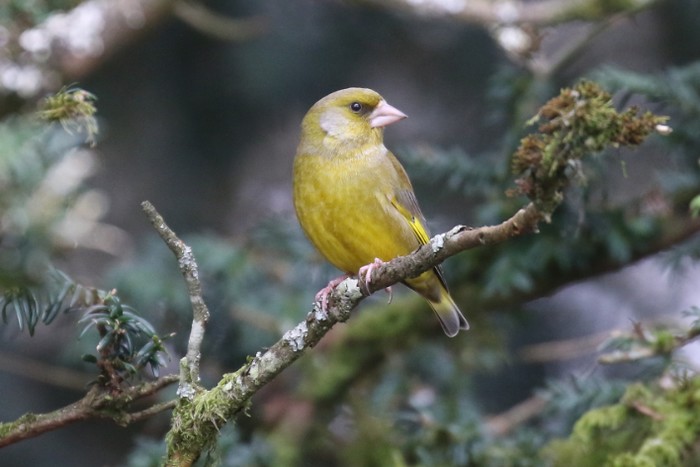 Greenfinch