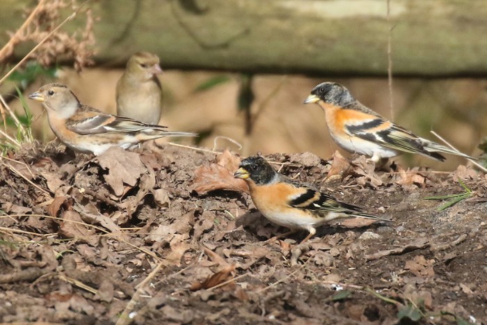 Brambling