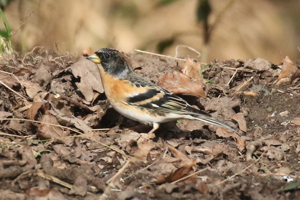 Brambling
