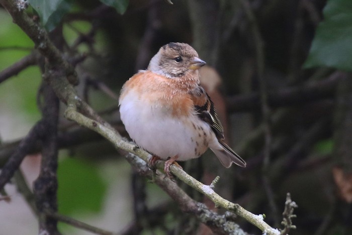 Brambling