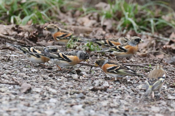 Brambling