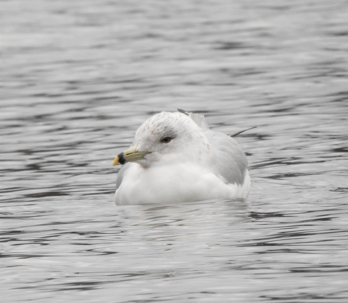 Ring-billed Gull