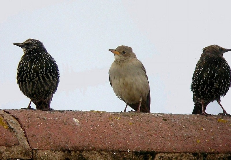 Rose-coloured Starling