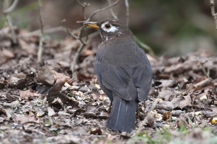 Blackbird