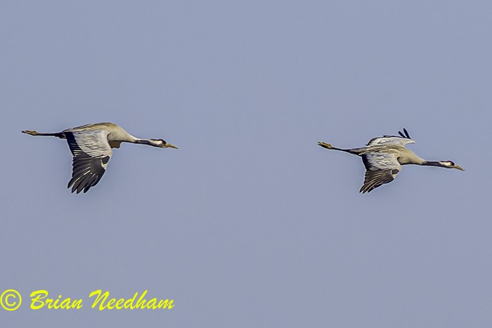 Common Crane