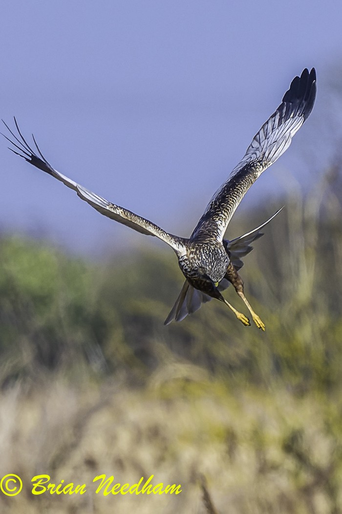 Marsh Harrier