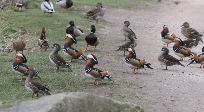 Mandarin