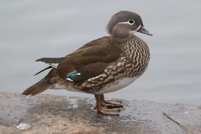Mandarin