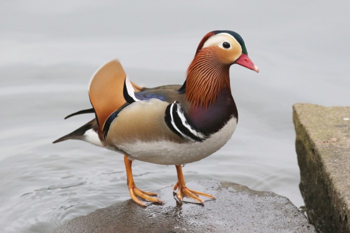 Mandarin