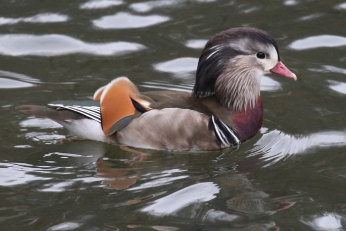 Mandarin