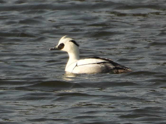 Smew