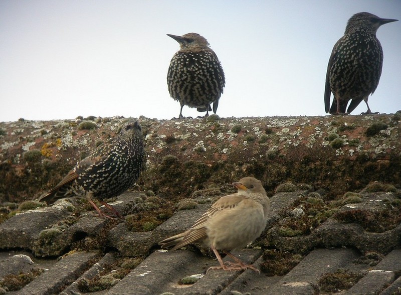 Rose-coloured Starling