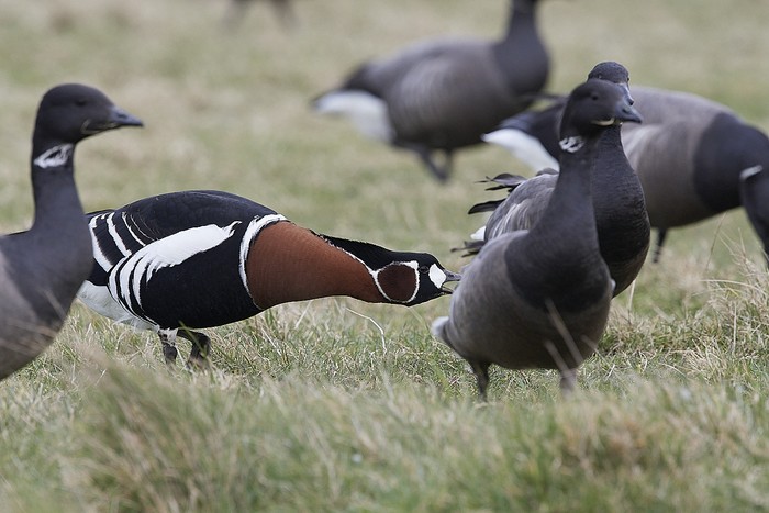 Red-breasted Goose