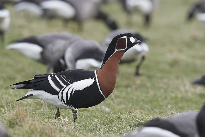 Red-breasted Goose