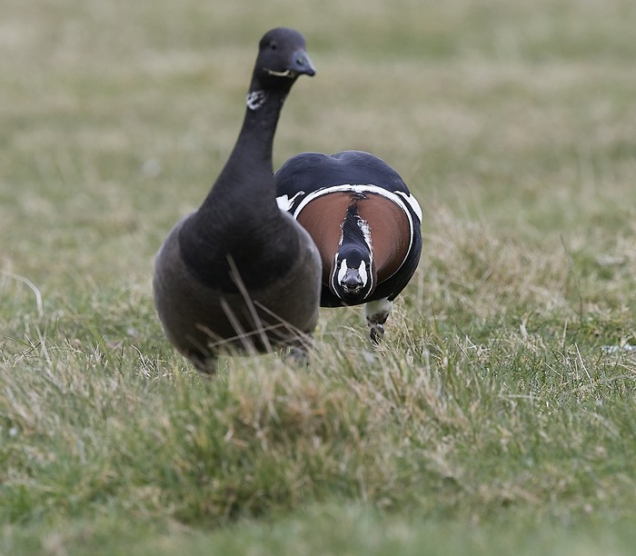 Red-breasted Goose