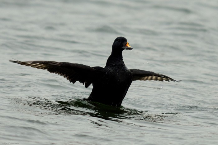 Common Scoter