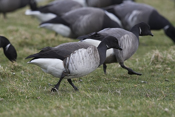 Pale-bellied Brent Goose