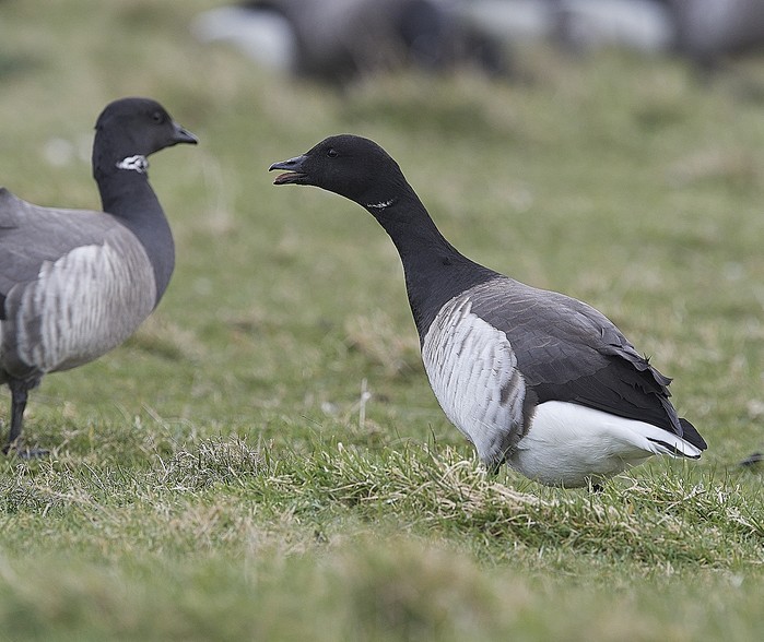 Pale-bellied Brent Goose