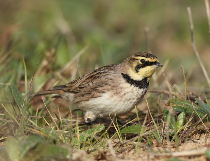 Shorelark
