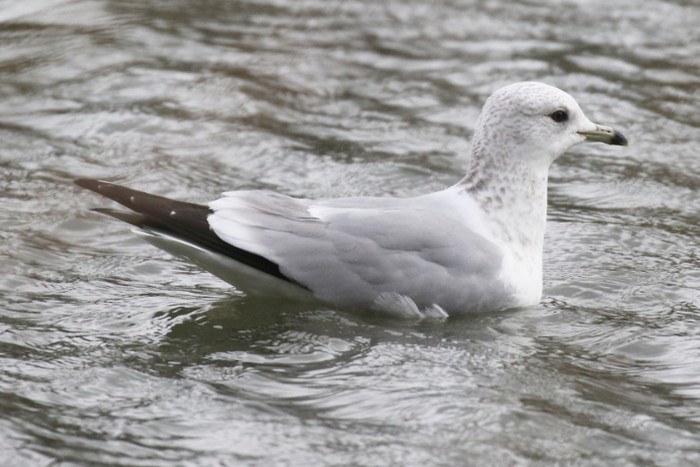 Common Gull
