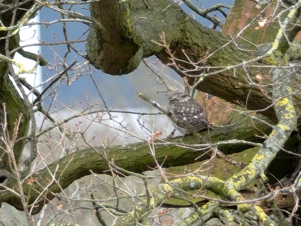 Little Owl