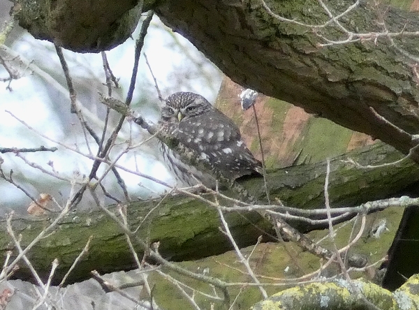 Little Owl