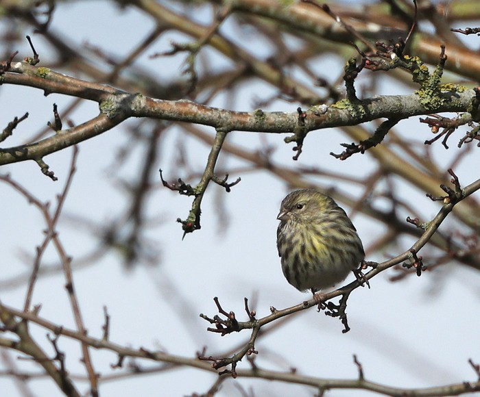 Serin