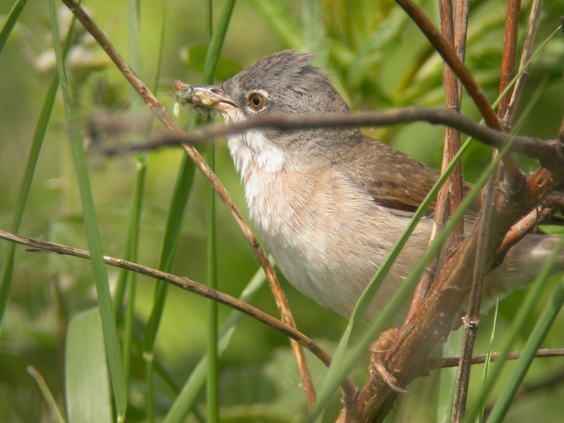 Whitethroat