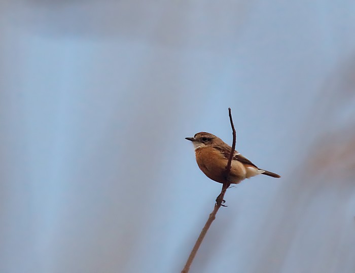 Stejneger's Stonechat