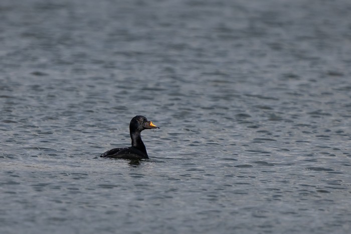 Common Scoter