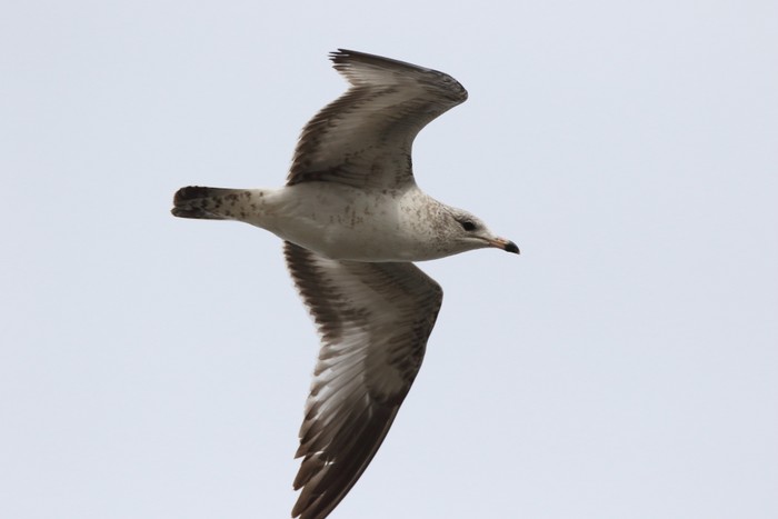 Ring-billed Gull