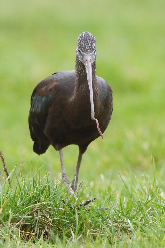 Glossy Ibis