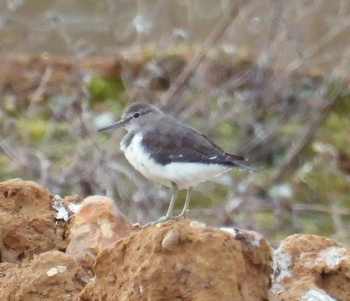 Common Sandpiper