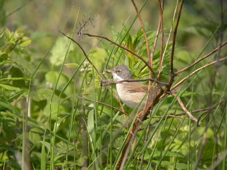 Whitethroat