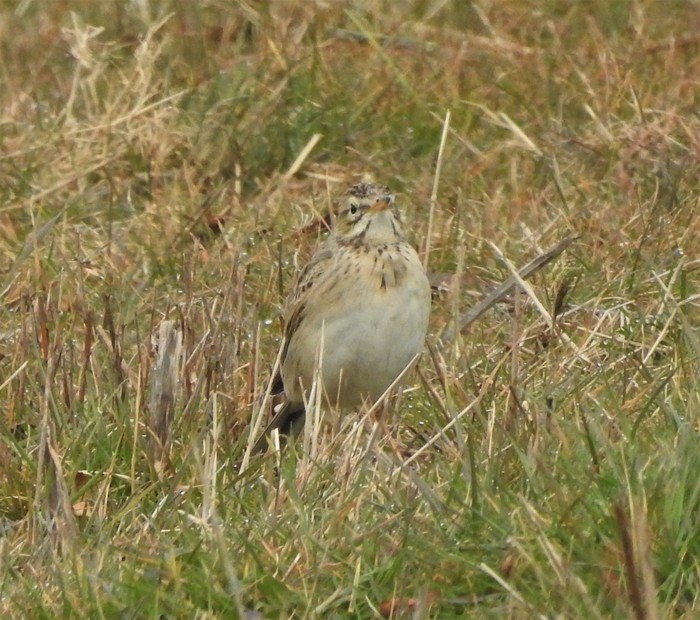 Richard's Pipit