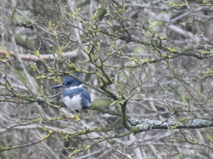 Belted Kingfisher