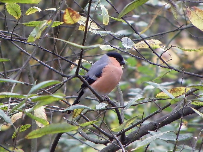Bullfinch