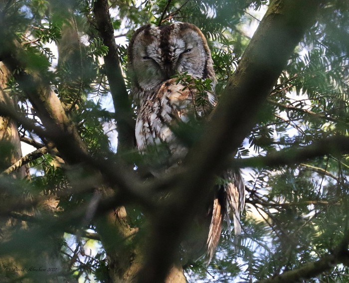 Tawny Owl 