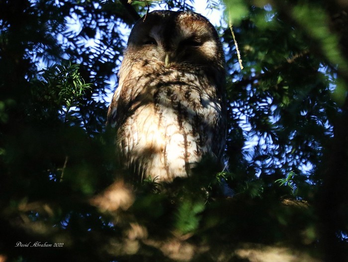 Tawny Owl