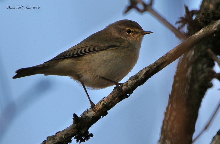 Chiffchaff