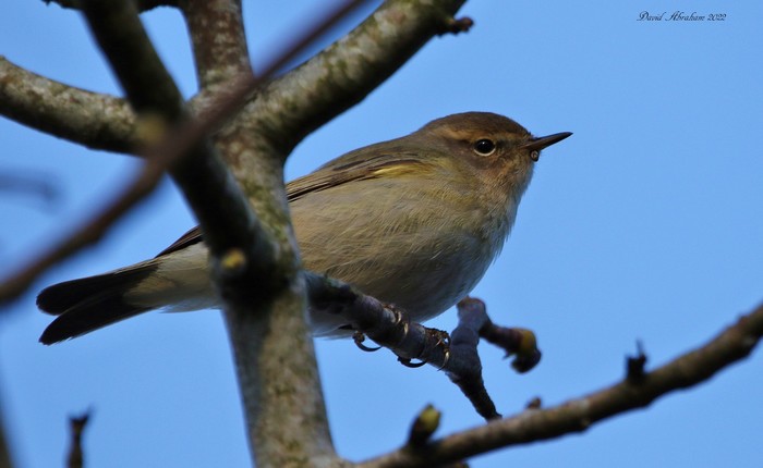 Chiffchaff