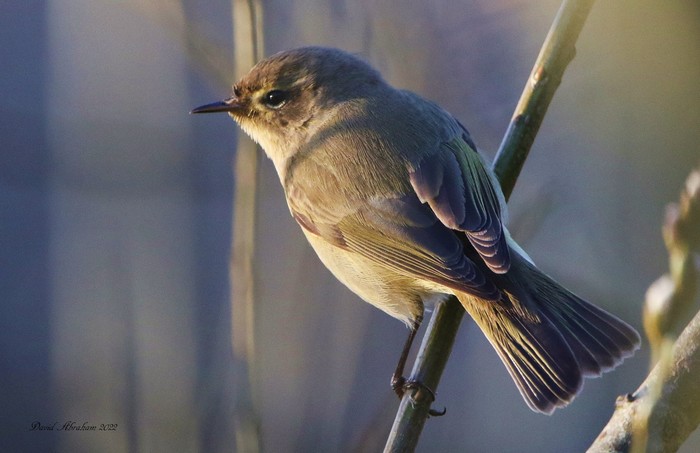 Chiffchaff 