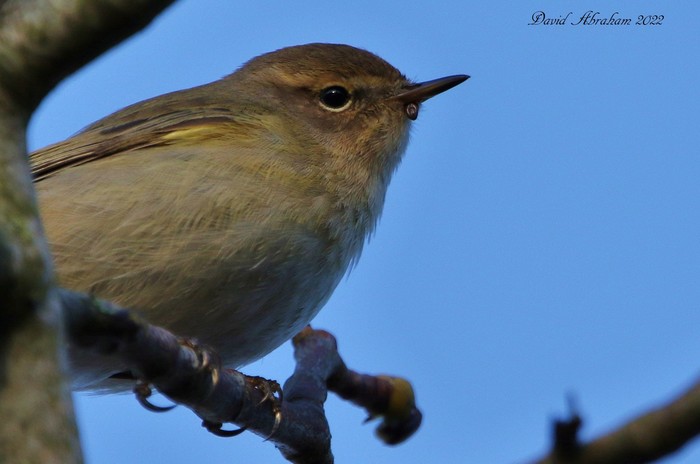 Chiffchaff 
